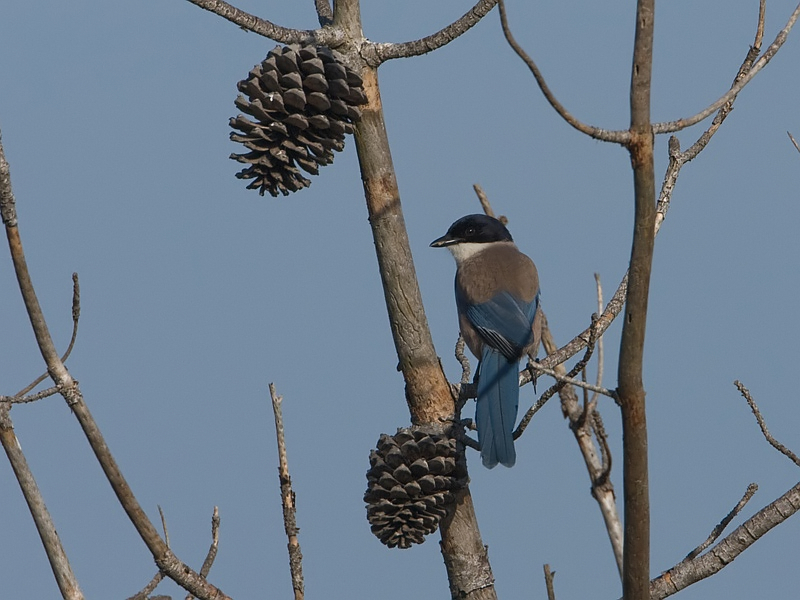 Cyanopica cyana Blauwe Ekster Azure-winged Magpie